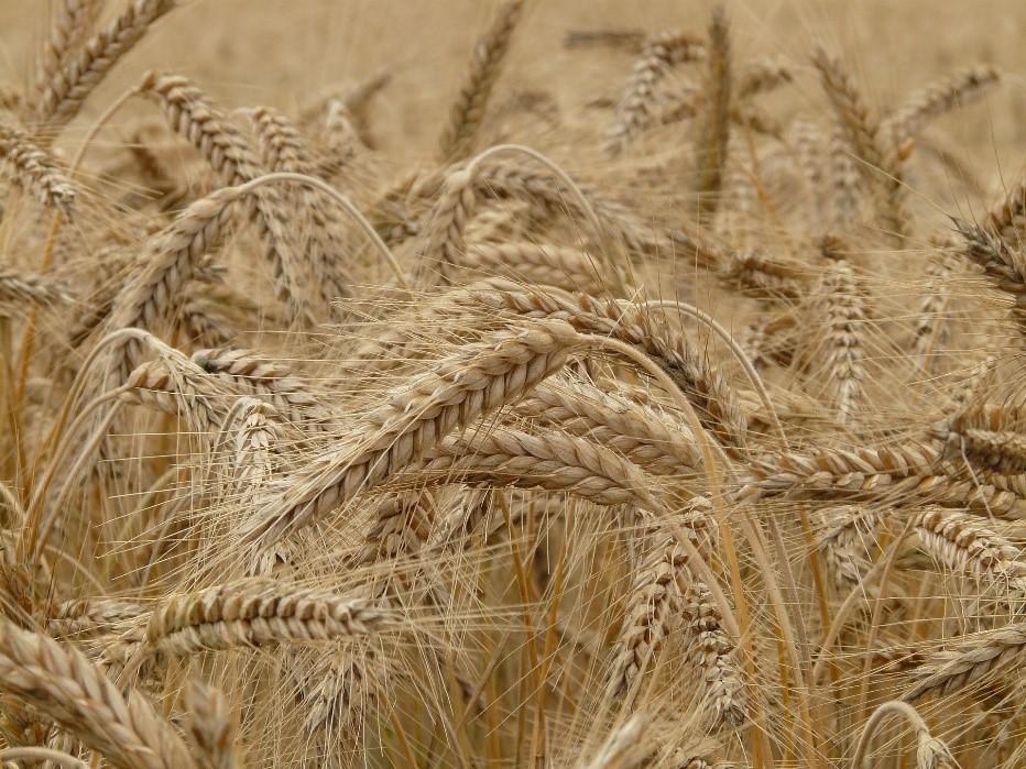 House Of Grains